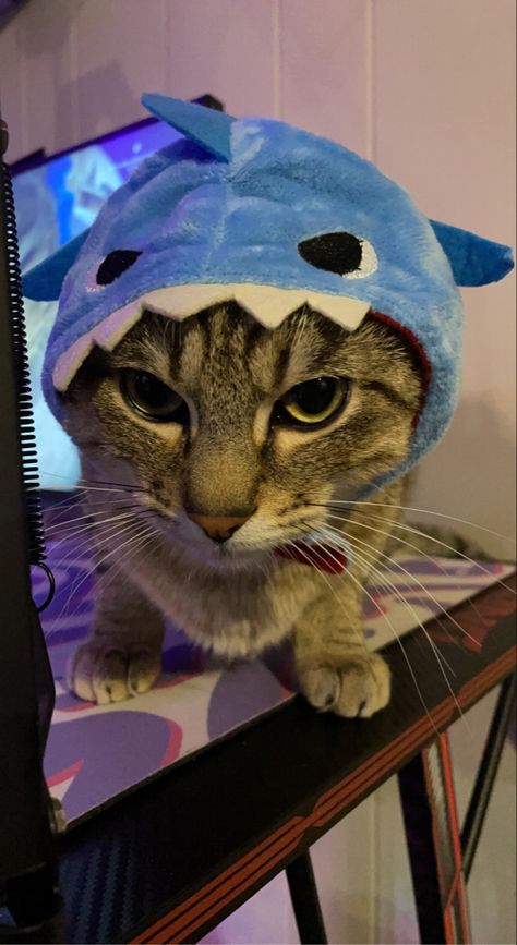 Cat In A Shark Costume, Cat With Shark Hat, Shark Cat Pfp, Shark Pfp, Shark Cat, Cat Shark, Colorful Hairstyles, Shark Hat, Ugly Cat