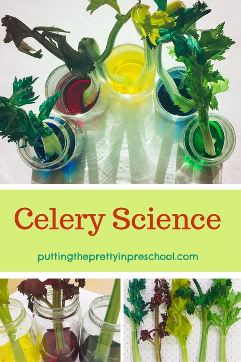 Celery Science Experiment - Putting the Pretty In Preschool Celery And Food Coloring Experiment, Celery Food Coloring Experiment, Animal Walks, Spring Science Experiments, Leaf Activities, Kindergarten Science Experiments, Kindergarten Inquiry, Healthy Food Activities, Preschool Food