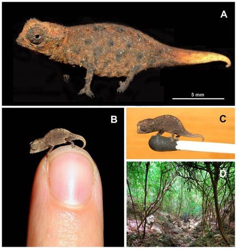 The tiniest chameleons ("Learning about how these creatures live can put some constraints on animal morphology — if your species has eyes, a backbone and a brain, there’s likely a limit to how little you can get.") Rare Reptiles, Chameleon Species, Anaconda Verde, Geek Girl, Chameleons, Fluffy Animals, Reptiles And Amphibians, Amazing Animals, Small Island