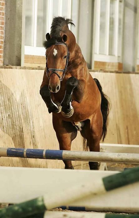 Horse Free Jumping, Free Jumping Horse, Hunter Horse, Horse Story, Show Jumping Horses, Brown Horse, Chestnut Horse, Horse Drawing, Horse Jumping