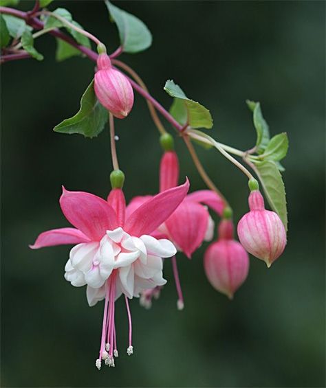 Pretty Flowers Pictures, نباتات منزلية, Fuchsia Flower, Fuchsia Flowers, Plant Fungus, Nothing But Flowers, Unusual Flowers, Flower Therapy, Rare Flowers