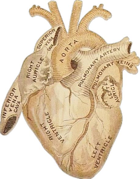 Andreas Vesalius, Heart Diagram, Fairy Grunge Aesthetic, Heart Anatomy, Vintage Medical, Medical Art, Human Heart, Medical Illustration, Science Books