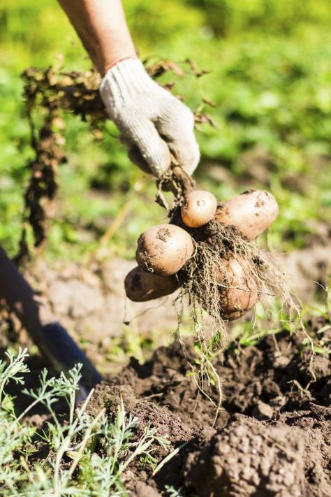 When To Plant Potatoes, Harvesting Potatoes, Best Garden Tools, Planting Potatoes, Garden Gloves, How To Store Potatoes, Green Cherries, Growing Potatoes, Plant Diseases