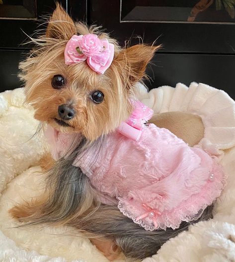 Small Dog Dresses, Puppy Dress, Puppy Harness, Mount Pleasant Sc, Adorable Dogs, Pet Dress, Dog Coat, Puppy Clothes, Tiny Dogs