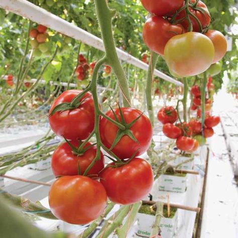 10 Greenhouse Tomato Varieties to Consider - Greenhouse Grower Tomatoes In Greenhouse, Tomato Greenhouse, Greenhouse Tomatoes, Spring Perennials, Tomato Varieties, Diy Greenhouse, Mythology Art, Glass House, Hydroponics