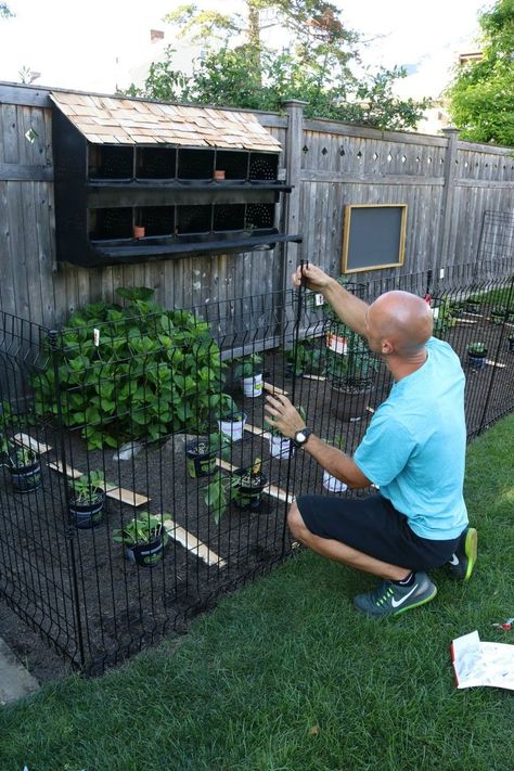 Jun 27, 2018 - The perfect No-Dig Fence to put around our garden, requiring no building or fancy tools. We love it and the cutest Nesting Box completes the garden! Garden Ideas To Keep Animals Out, Keep Animals Out Of Garden, Animal Proof Garden, Small Garden Fence, Fenced Vegetable Garden, Nesting With Grace, Diy Garden Fence, Dig Gardens, Backyard Vegetable Gardens