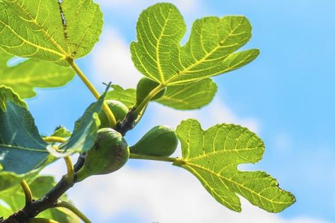 Nutrition Benefits of Fig Leaves Fig Leaf Tea, Leaf Health, Spinach Nutrition Facts, Milk Nutrition, Fig Recipes, Quest Nutrition, Dried Figs, Tea Benefits, Fig Leaves