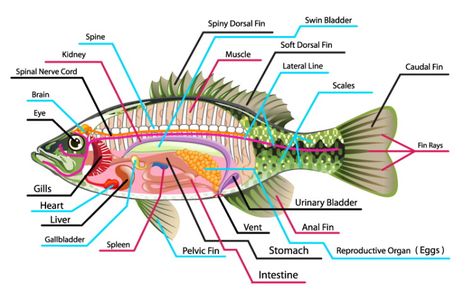 Fish Anatomy: The Ultimate Guide (2020) - Earth Life Fish Diagram, Human Anatomy Picture, Fish Anatomy, Facts About Fish, Anatomy Images, Sistem Pencernaan, Human Body Organs, Human Body Parts, Animal Anatomy