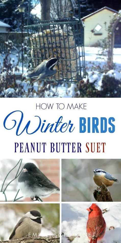 This homemade recipe is for wild birds in the winter when food is scarce. It's a simply way to provide good nutrition. #birdfeeders #suet #empressofdirt Suet Recipe, Winter Bird Feeders, Backyard Birds Watching, Backyard Birds Feeders, Backyard Birds Sanctuary, Bird Suet, Bird Seed Ornaments, Bird Feeder Craft, Bird Treats