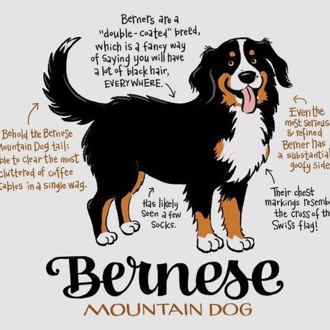 Burnese Mountain Dog, Burmese Mountain Dogs, Bernese Dog, Bernese Mountain Dogs, Saint Bernards, Bernese Mountain Dog Puppy, Newfoundland Dogs, Terra Nova, Teacup Chihuahua