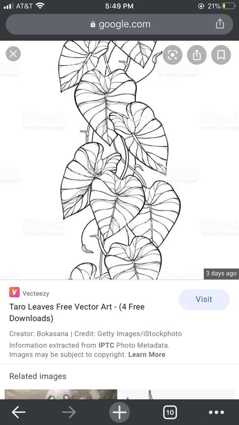 Elephant Ear Garden, Elephant Ears Garden, Colocasia Plant, Elephant Ear Plant Care, Plants Tattoo, Shade Loving Plants, Elephant Plant, Black Line Tattoo, Plants Beautiful