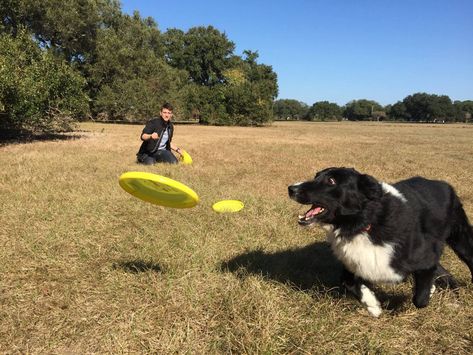 Learn to Play Fetch with Zak Dog Play Equipment, How To Teach A Dog To Fetch, Diy Dog Agility Seesaw, Dog Playing Fetch, Serbian Defense Dog, Dogs Playing, Vision 2024, Pet Parent, The Things