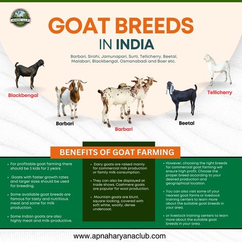 GOAT BREEDS IN INDIA 🐐 India is home to diverse goat breeds for milk, meat, and wool production, including Barbari, Sirohi, Jamunapari, Surti, Tellicherry, Beetal, Malabari, Black Bengal, Osmanabadi, and Boer. Goat Farming Benefits: For profitable farming, aim for 3 kids every 2 years. Dairy goats are ideal for milk production. Choose breeds based on location and production goals for higher profits. Some breeds excel in faster growth, wool, meat, or milk production. Learn more at 👉 www.apn... Milk Production, Dairy Goats, Goat Farming, Goats