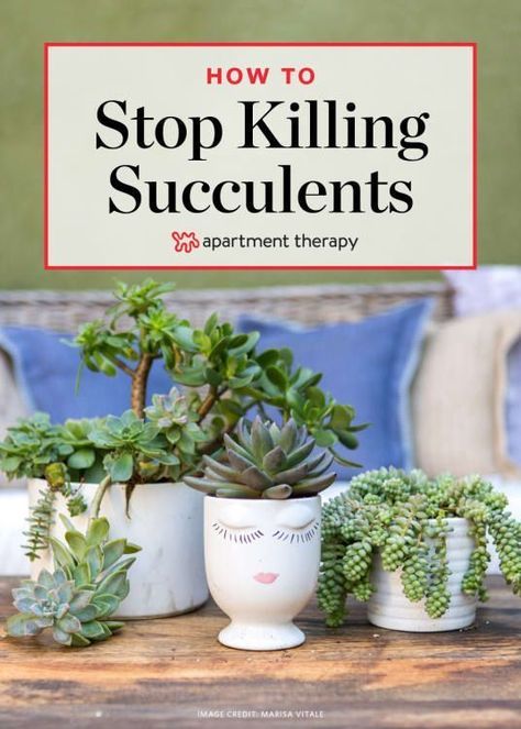 Is This The Reason You Keep Killing Your Succulents? | Apartment Therapy Succulents Growing, Lemongrass Plant, Succulent Garden Diy, Growing Succulents, Tiny Plants, Succulent Gardening, Growing Tips, Succulent Care, Succulents Indoor