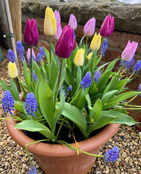 How to plant a spring bulb lasagne - Mud & Bloom Lasagna Style Bulb Planting, Bulbs In Pots Ideas, Spring Bulbs In Pots, Spring Bulb Planting Ideas, Bulb Lasagne Combinations, Bulb Lasagne, Types Of Tulips, Bulb Planting, Narcissus Bulbs