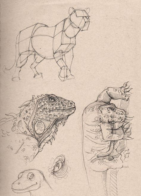 ArtBlog of Luis F. Sanchez: Dynamic Sketching at CDA Peter Han, Graphic Novel Illustration, Cats Art Drawing, Nature Sketch, Art Basics, Cartoon Sketches, Sketch Inspiration, Animated Drawings, Sketchbook Inspiration