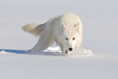 Arctic Wolf in Snow | Arctic wolf. Wild Wolves, Wolf Eyes, Wolf Photography, Wolf Stuff, Arctic Wolf, Wolf Photos, Jaime Lannister, Wolf Love, Wild Wolf