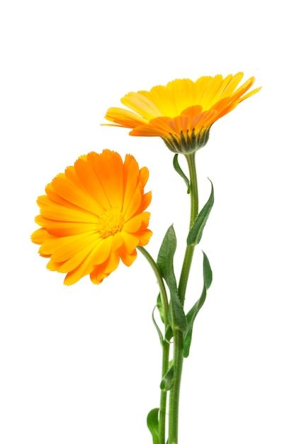 Calendula marigold flowers with leaves i... | Premium Photo #Freepik #photo #calendula #flower #flower-background #petals Calendula Tattoo, Ideas Emprendimiento, Flowers With Leaves, Marigold Flowers, Calendula Flower, Marigold Flower, Applique Quilting, Flower Background, Premium Photo