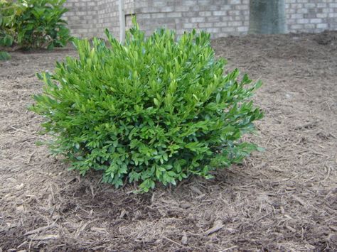 Boxwood Green Gem   24" H x W   Deep Green all Winter/Yr Wintergreen Boxwood Landscaping, Wintergreen Boxwood Front Yards, Cotoneaster Horizontalis, Boxwood Wintergreen, Green Gem Boxwood, Gem Boxwood, Wintergreen Boxwood, Green Gem, Garden Landscape