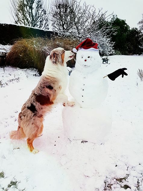 Cash, my australian shepherd with his new best friend mr snowman ❤☃️❄ Australian Shepherd Christmas, All Shall Be Well, Aussie Shepherd, Aussie Puppies, Aussie Dogs, Australian Shepherd Dogs, Talented People, Australian Shepherds, A Glass Of Wine