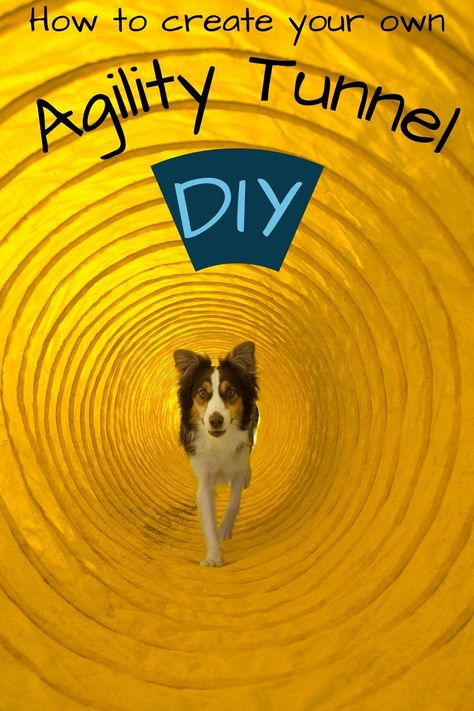 Dog going through yellow agility tunnel Agility Equipment For Dogs Diy, Small Dog Agility Course Diy, Dog Training Obstacle Course Diy, Agility Dog Diy, Agility Course For Dogs Diy, Dog Agility Course Diy How To Build, Diy Dog Obstacle Course Ideas, Dog Tunnel Diy, Dog Agility Course Design