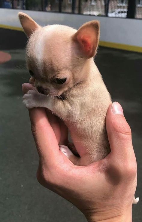 Chihuahua Mini Toy, Chiwawa Puppies, Psy Chihuahua, Big Dogs Breeds, Biggest Dog In The World, Teacup Puppy, Tiny Puppy, Biewer Yorkie, Biggest Dog