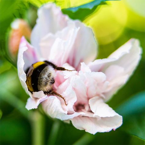 Sometimes bumblebees get tired from flying and fall asleep in flowers with pollen all over their little fluffy butts. - Album on Imgur Bee Asleep In Flower, Bee Butts, Inside Flowers, Bee Pictures, Bee Hotel, I Love Bees, Bees And Wasps, Bee Friendly, Fell Asleep