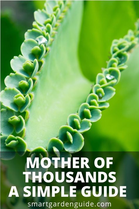 Mother Of Thousands Plant Propagation, Mother Of A Thousand Succulent, Mother Of A Thousand Plants, How To Care For Succulents Indoors, Mother Of Thousands Plant Care, Mexican Garden Ideas, Mexican Plants, Alligator Plant, Mother Of Thousands Plant