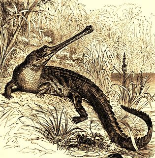 ShukerNature: A MYSTERY GHARIAL FROM AUSTRALIA? Crocodile Animal, Animal Hunting, Nature Sketch, Scientific Illustration, Crocodiles, Zoology, Wild Animals, Amphibians, Beautiful Creatures