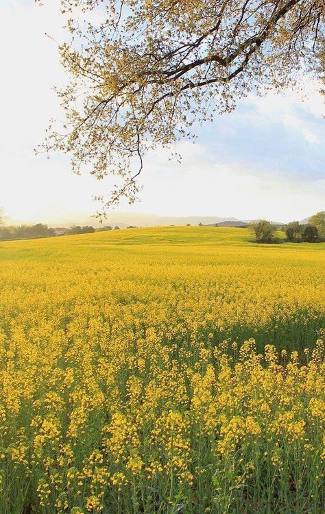 Yellow Flower Field, Yellow Landscape, Yellow Spring Flowers, Yellow Field, Sisters Photoshoot Poses, Mustard Flowers, Spring Yellow, Yellow Springs, Flower Landscape