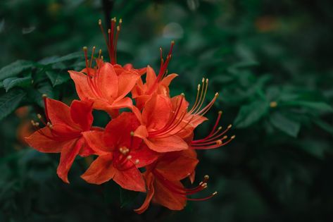 Flame Azalea, Mountain Flowers, Azalea Flower, Bonsai Soil, Replant, Seed Pods, Flower Bud, Bonsai Tree, Rocky Mountain