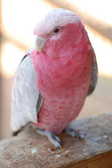 This #pink bird transformed into a Naughty Girl -#naughtybynature Notebook Study, Pink Bird, White Bird, Exotic Birds, Tickled Pink, Pretty Birds, Everything Pink, Colorful Birds, Bird Feathers