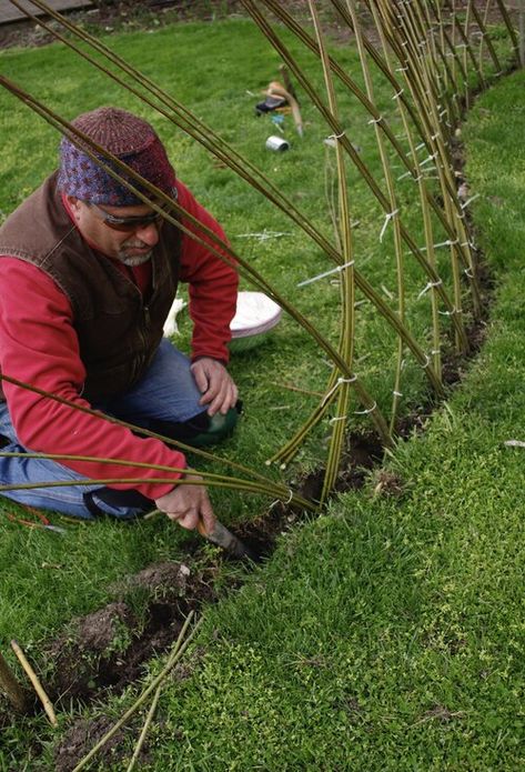 Living Willow Fence, Willow Dome, Cerca Natural, Willow Fence, Willow Garden, Living Willow, Play Structures, Natural Fence, Living Fence