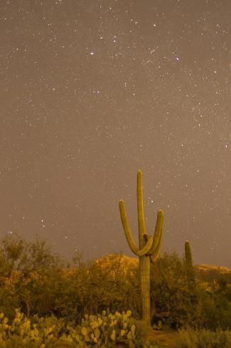 size: 12x8in Photographic Print: USA, Arizona, Sabino Canyon Recreation Area. Saguaro cactus and stars at night. by Jaynes Gallery : Sedona Arizona Aesthetic, Sedona Aesthetic, Southwest Aesthetic, Arizona Print, Spring Desert, Star Watching, Arizona Aesthetic, Desert Dreamer, Desert Aesthetic