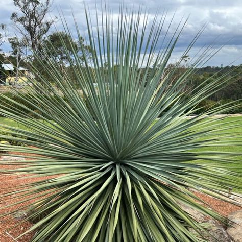 Nolina nelsonii - The Blue Nolina | Nurseries Online Nolina Nelsonii, Succulent Potting Mix, Desert Design, Root System, Cacti And Succulents, A Well, Drought Tolerant, Mulch, Nurseries