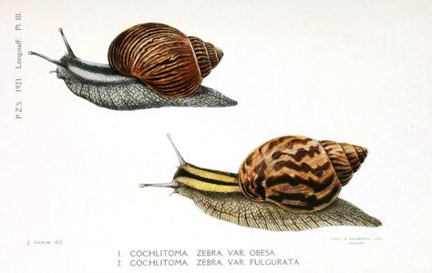 Cochlitoma zebra var obesa and var fulgurata Proceedings of the Zoological Society of London (1921) Snail Botanical Illustration, Snail Scientific Illustration, Snail Illustration Vintage, Snail Diagram, Scientific Illustration Animals, Zoological Illustration, Snail Illustration, Scientific Drawing, Science Illustration