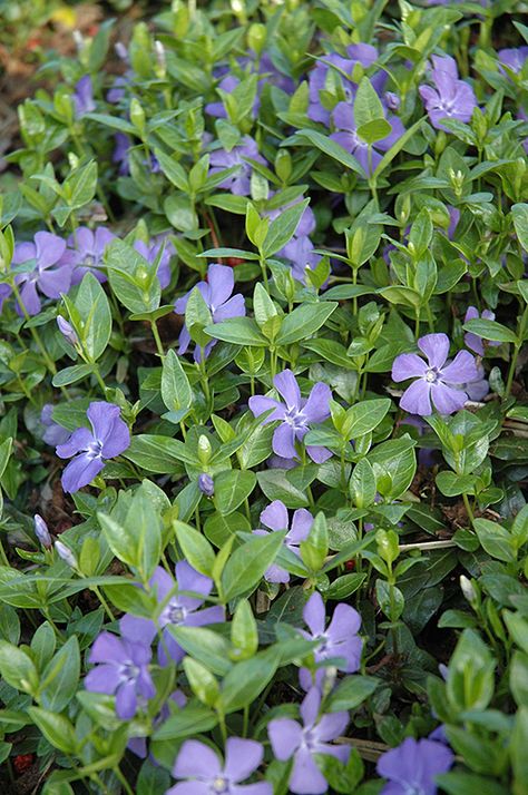 Creeping Myrtle, Vinca Minor, Periwinkle Flowers, Blue Periwinkle, Garden Nursery, Landscaping Supplies, Ground Cover Plants, Shade Plants, Types Of Soil