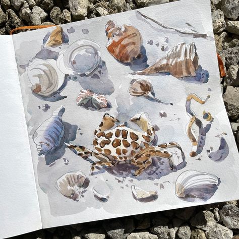 Calico crab Shari Blaukopf, Beach Sketches, Nature Journaling, A Level Art Sketchbook, Watercolor Journal, Watercolor Sketchbook, Instagram Beach, Art Diary, Art Courses