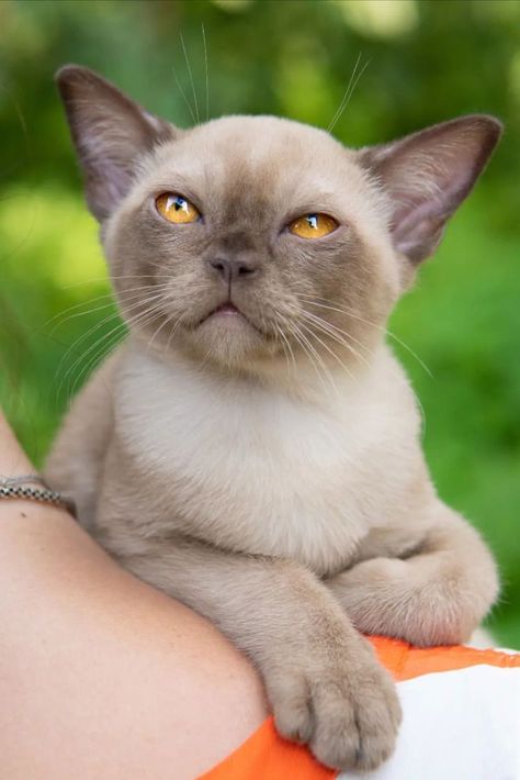 This Burmese is observing the world cautiously. Burmese Cat Lilac, Cutest Kitten Breeds, Burmilla Cat, Purebred Cats, Burmilla, Burmese Cat, Cat Things, Cat Photos, Angry Cat