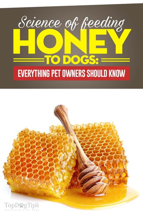 Honey for Dogs: The Science-based Guide on Its Benefits for Health Honey For Dogs, Health Benefits Of Honey, Dog Science, Benefits Of Honey, Dog Skin Care, Coconut Oil For Dogs, Dog Remedies, Honey Benefits, Dog Health Tips