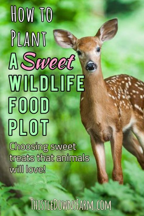 Wildlife Food Plots, Deer Feeder Ideas, Deer Food Plots, Deer Feeder Diy, Deer Habitat, Deer Attractant, Deer Feed, Food Plots For Deer, Deer Blinds