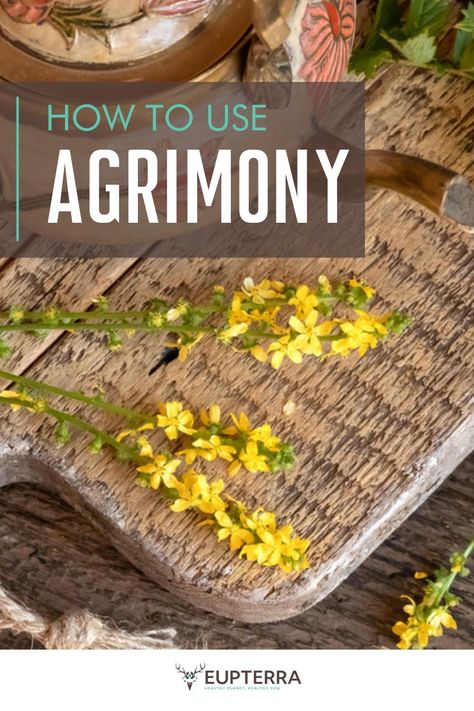 Agrimony Benefits, Herb Flowers, Herbal Preparations, Herbal Benefits, Medicine Garden, Herb Oil, Herbs List, Treating Acne, Broom Closet