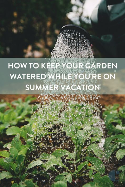 If you're worried about keeping your garden alive while you're out of town, here are some ways to solve that problem so you can enjoy your vacation. #yard, #garden, #outdoor, #watering-plants, #self-watering, #watering, #summer, #economical, #container-gardening, #hack, #backyard, #plants, #houseplants Pnw Garden, Budget Landscaping, Diy Container Gardening, Watering Plants, Backyard Plants, Garden Hacks, Backyard Renovations, Garden Planner, Diy Gardening