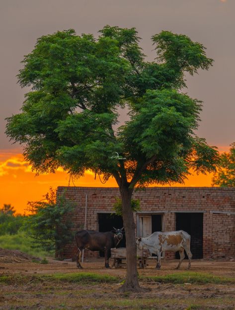 Village Images Indian, Village Pictures Indian, Indian Village Life Photography, Village Photos Indian, Indian Village Photography, Indian Village Aesthetic, Punjabi Background, Farming Photo, Punjabi Village