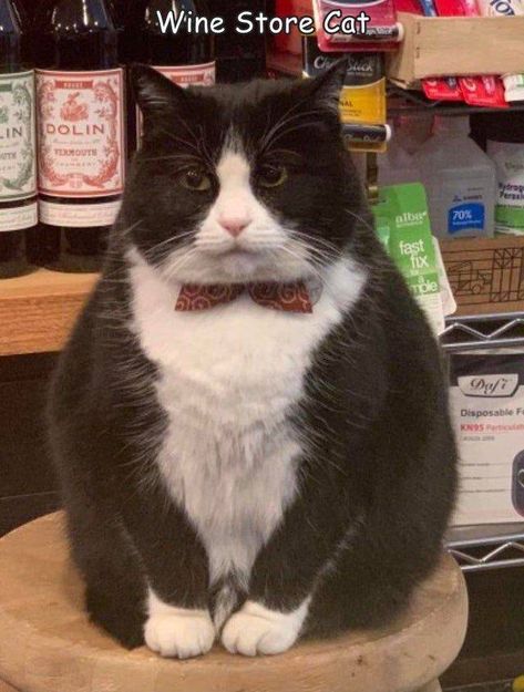 45 Fab Photos to Kill Some Time - Funny Gallery Bodega Cat, Fun Animals, Memes Of The Day, Wine Store, The Don, Morning Pictures, Funny Cat Pictures, Funny Animal Memes, Fat Cats