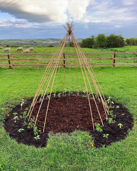 San Diego Seed Company on Instagram: “#GardenInspiration 😍This unique design is going to look even more amazing once it's in full bloom! They're growing: 🌻 Sunflowers 🌸 Sweet…” Pea Teepee, Forest School Activities, Tipi Tent, Sensory Garden, Tent Pegs, Wood Chips, Forest School, Seed Company, Garden Trellis