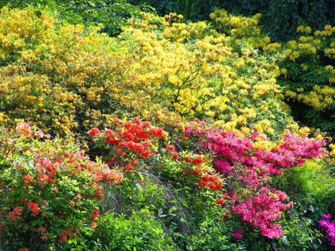 Deciduous Azaleas companions, Evergreen Azaleas companions, Rhododendron companions, azalea companions, Viburnums, Kalmia, Hamamelis Tomatoes In Containers, Kalmia Latifolia, Planting Combinations, Companion Gardening, Viburnum Opulus, Hydrangea Quercifolia, Growing Tomatoes In Containers, Oakleaf Hydrangea, Companion Plants