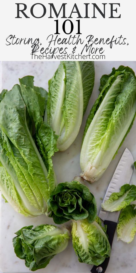 How To Cut Romaine Lettuce For Salad, Romaine Lettuce Recipe, Lettuce Recipe, Romaine Hearts, Turkey Lunch Meat, Grilled Salmon Salad, Lettuce Salad Recipes, Lettuce Recipes, Wilted Lettuce