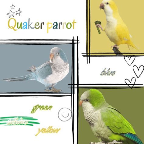 Parrot Habitat, Quaker Parrot, Monk Parakeet, Parrot Pet, Green Bird, Pet Ideas, Habitat, Parrot, Light Green