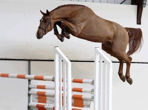 My horse does this every time we jump. He jumps way taller then the bar. It's like he is trying to be a unicorn. Equestrian Helmet, English Riding, Equestrian Sports, Horse Blankets, Sport Horse, Horse Equestrian, Horse Jumping, Equestrian Life, Cute Horses